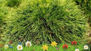 Сосна горная Варелла ? Обзор: посадка и уход. саженцы сосны Варелла: описание и особенности