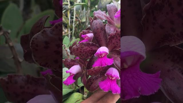 Cattleya leopoldii blooming in the greenhouse смотреть онлайн