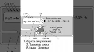 Фотосинтез. Пластический обмен в клетках. Биология 9, 10, 11 класс