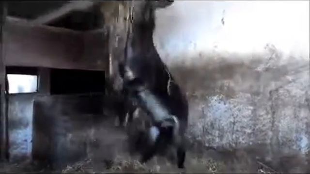 Осел Дима танцует