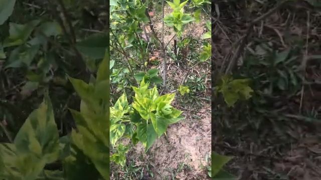 Розы Канадской селекции зимуют в Екатеринбурге смотреть онлайн