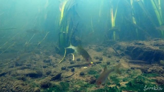 Реакция рыбы на БУЛКУ С МАКОМ на реке! Лещ, Карась, Язь, Щука, Жерех, Голавль. Подводная съемка смотреть онлайн