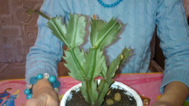 Почему становятся вялыми листья декабриста смотреть онлайн