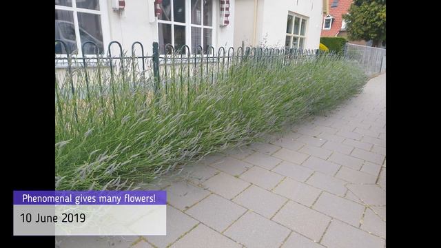 How to use Lavandula Phenomenal смотреть онлайн