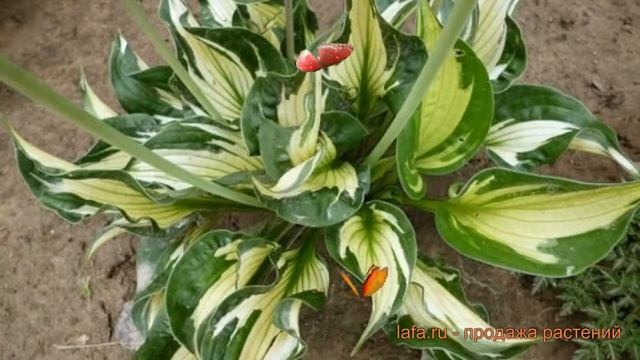 Хоста гибридная Колорд Халк (hosta colored hulk) ? обзор: как сажать, луковицы хосты Колорд Халк смотреть онлайн