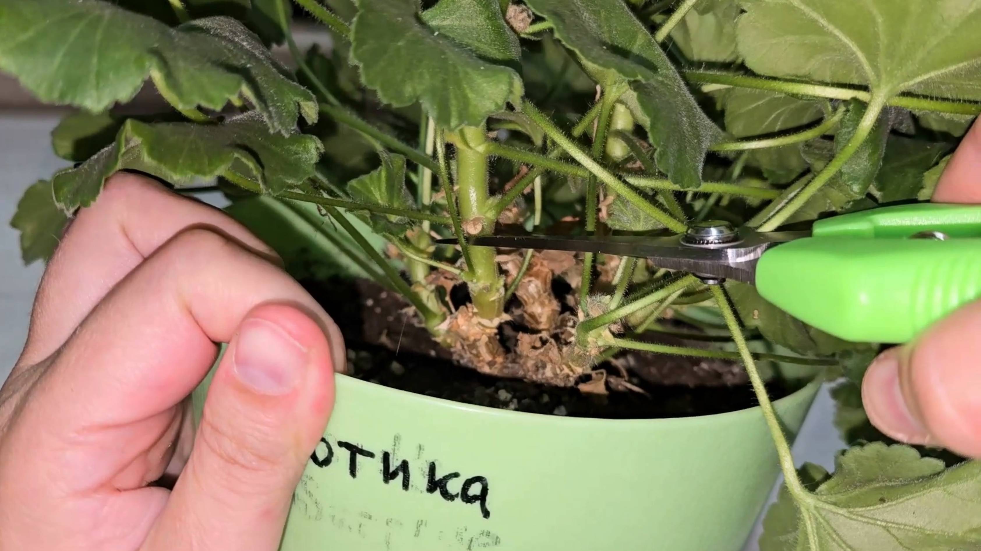 СРОЧНО ОСЕНЬЮ сделай это с геранью, чтобы ушла в ЗИМУ здоровая, крепкая и результаты через 12 дней смотреть онлайн