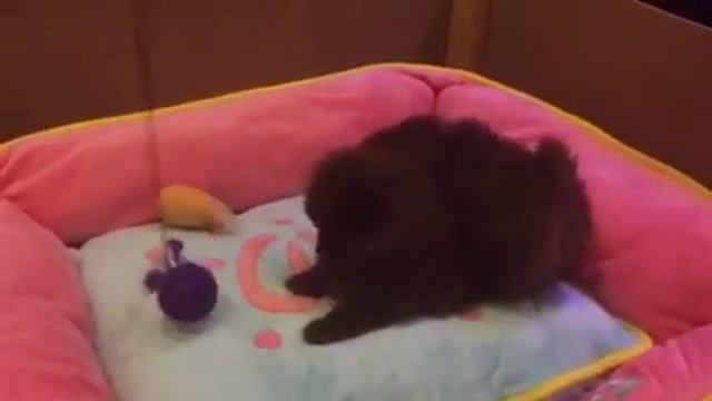Шпиц шоколадный померанский мини. смотреть онлайн