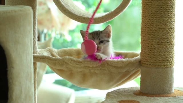 Игривые котята для хорошего настроения - котята мяу 😼🐈👍 смотреть онлайн