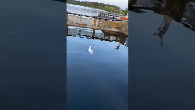 Когда вода горячая, осетр варится #short #белугафиш #осетроваяферма #узв #shortvideo #осетр #садки смотреть онлайн