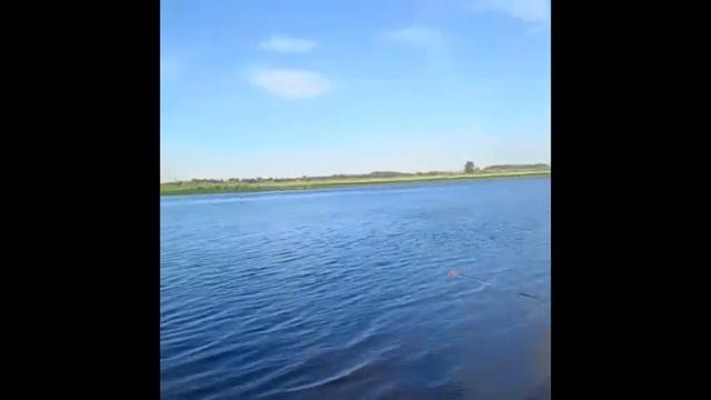 Рыбалка на Каме, жаренные лещи. смотреть онлайн