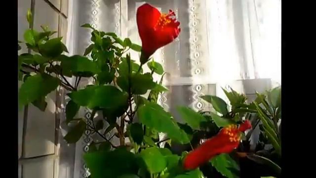 Timelapse - Rose смотреть онлайн