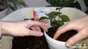 ЭСХИНАНТУС. Посадка эсхинантуса. Грунт для эсхинантуса.