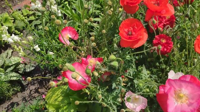 Что посеять в грунт в апреле-мае. Часть 2. Однолетние цветы.