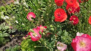 Что посеять в грунт в апреле-мае. Часть 2. Однолетние цветы.