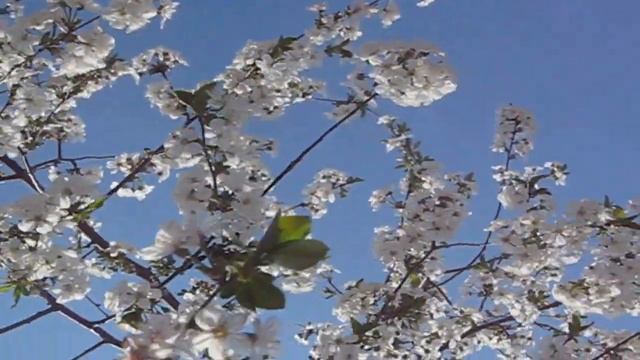 СКАЧАТЬ ФУТАЖИ для видеомонтажа.Вишня в саду зацвела.Птицы поют.Nature.Free footage. смотреть онлайн