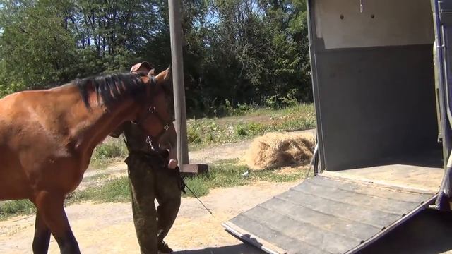 Обучение лошади. Учим грузиться в коневоз.Horse. We learn to load into a horse transporter. смотреть онлайн