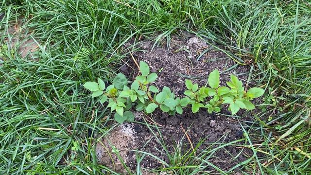 Про саджанці від Людмила Гончарова смотреть онлайн