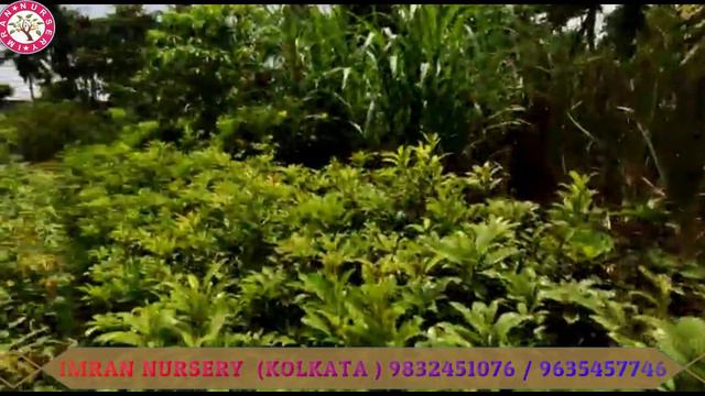 GROW CHIKU FROM SEEDS || ALL KINDS OF CHIKU PLANTS AVAILABLE IMRAN NURSERY || BUY CHIKU FRUIT PLANT смотреть онлайн