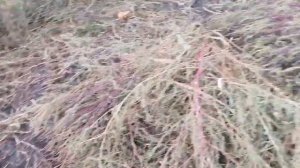 Вредители огорода. Хомяк.