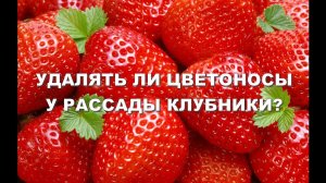 УДАЛЯТЬ ЛИ ЦВЕТОНОСЫ У РАССАДЫ КЛУБНИКИ?