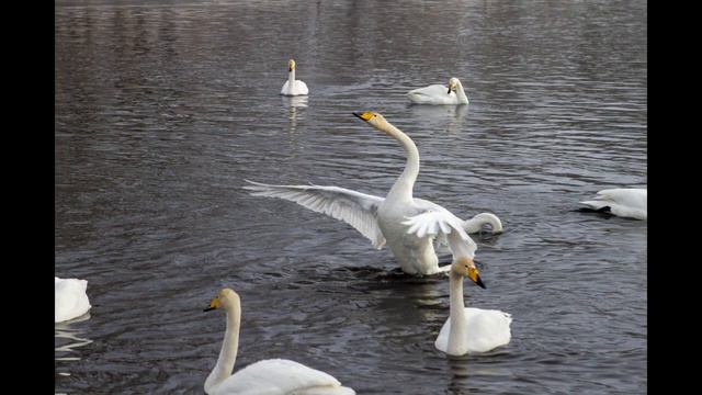 Swan Lake Altay
