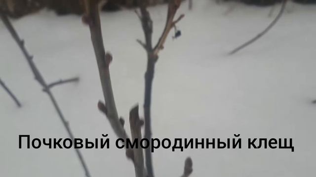 ВЛОГ: Дача в феврале 2020! Мини обзор и вредители ягодников в зимовке! смотреть онлайн