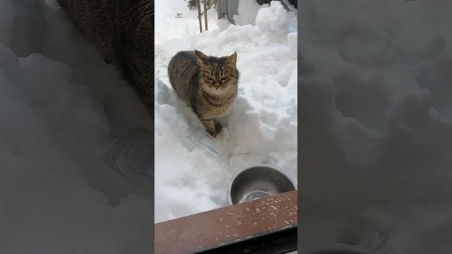 Это не японец. Это Коля приехал смотреть онлайн