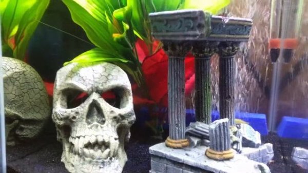 Zebra/Leopard/Golden Danio Spawning Behavior