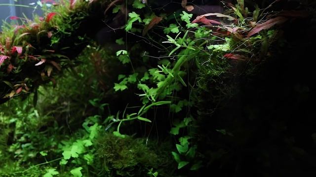 Prodibio: 10 месяцев после запуска. Красные растения. Гурами Вайланта. смотреть онлайн