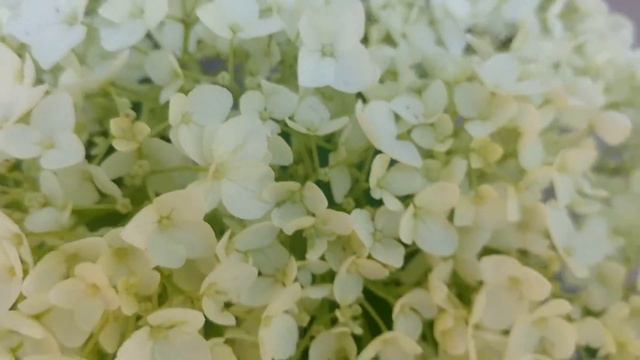 Annabelle смотреть онлайн