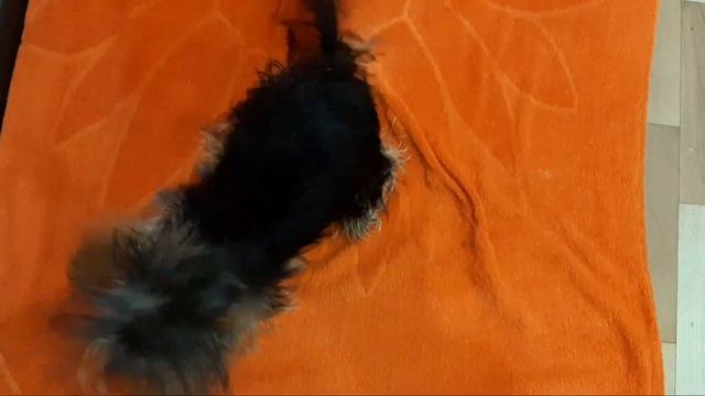 КАК ВЫТИРАЕТСЯ ЙОРК ПОСЛЕ КУПАНИЯ #йорк#собаки #купание#сушка смотреть онлайн