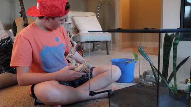 HOW TO SET UP A LIVE VIVARIUM FOR A ARBOREAL ANIMAL смотреть онлайн