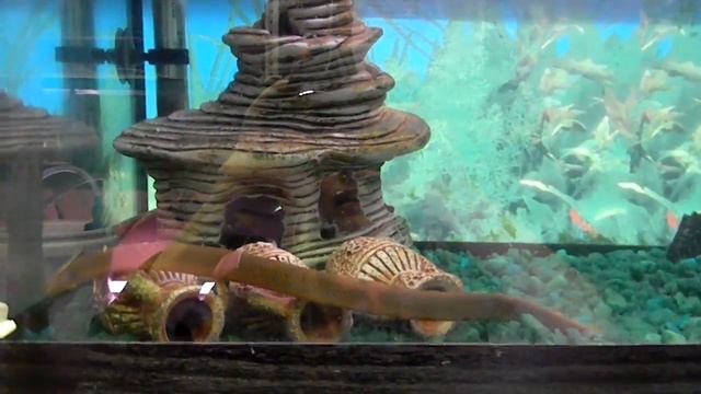 каламоихт калабарский .Тамбов АМФИБИЯ смотреть онлайн