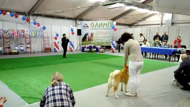 Региональная выставка собак всех пород ранга САС КЧФ г. Самара 21.04.2018г смотреть онлайн