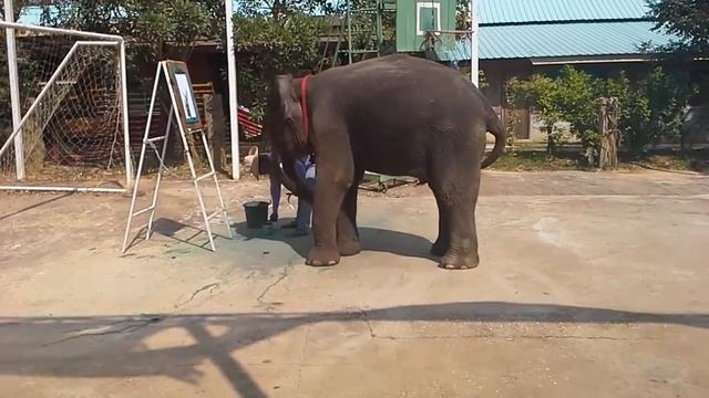 Слон рисует картину! Невероятно! Тайланд смотреть онлайн