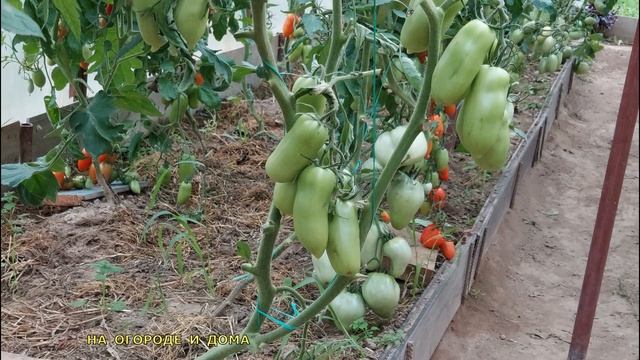 501. ТОМАТЫ ЛОМЯТСЯ=бешенный урожай=ГИГАНТЫ =ОБЗОР теплицы 20.07.2021 смотреть онлайн