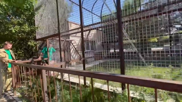 Ягуар КАБАЧОК переехал в вольер ко львятам! Теперь его надо УГОВОРИТЬ ВЫЙТИ в вольер! смотреть онлайн