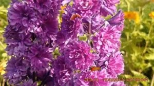 Дельфиниум высокий Хайлендер Фламенко ? обзор: как сажать, саженцы дельфиниума Хайлендер Фламенко