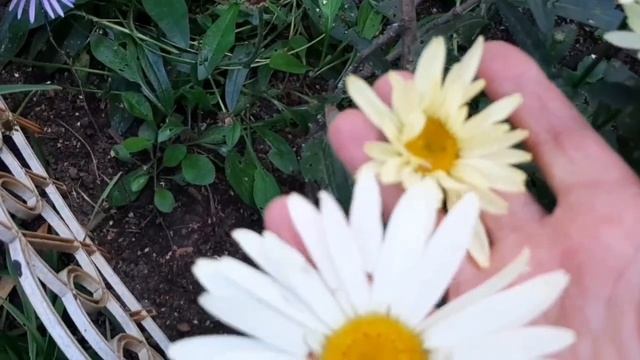 Клумба у 5эт.дома . Питание розам под корень . ? смотреть онлайн