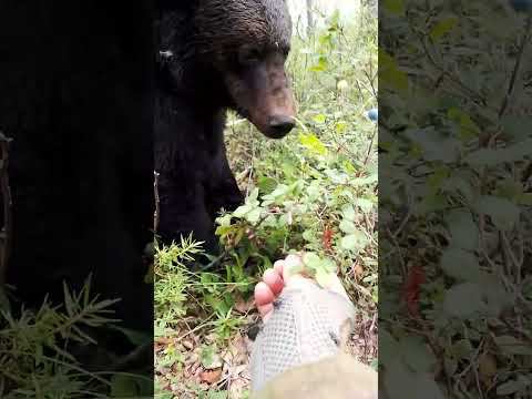 Подлизываюсь к медведице. смотреть онлайн