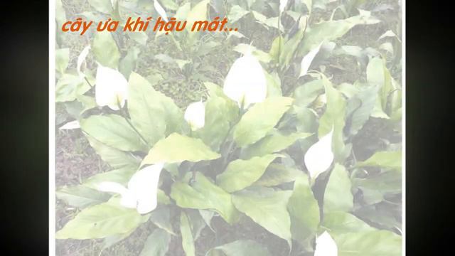 Cây Bạch Hạc смотреть онлайн