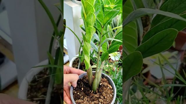 Замиокулькас вар смотреть онлайн