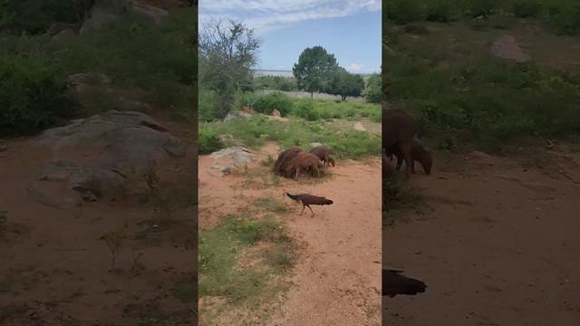 Ридиггами сафари 2022 / ridiyagama safari / Sri-Lanka смотреть онлайн