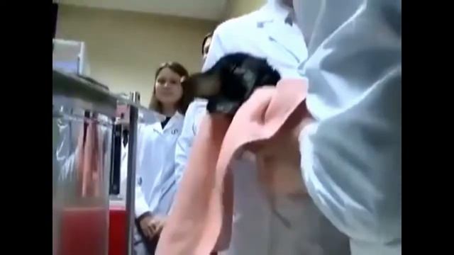 Рогозин Эксперимент - такса ДЫШИТ ВОДОЙ смотреть онлайн