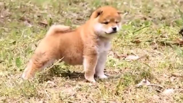 А там, далеко, за седой вереницею лет... смотреть онлайн