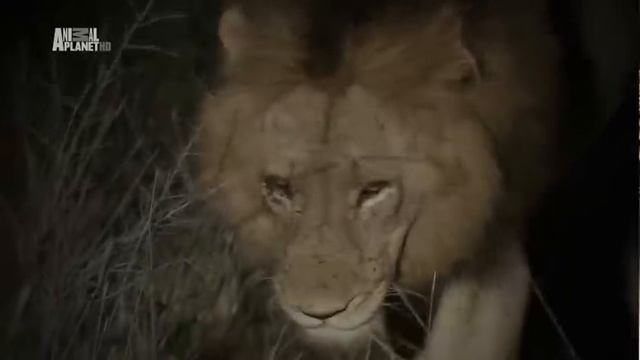 Буйволы против львов смотреть онлайн
