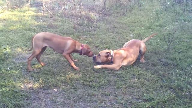 Ridgeback vs Bandog смотреть онлайн