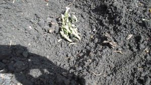 раз в год сады цветут, сажаем тонколистный пион