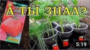 ТОМАТЫ в теплицу... и СЕМЕНАМИ и РАССАДОЙ???