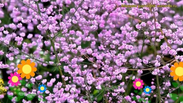 Василистник делавея Хевиттс Дабл. Краткий обзор, описание thalictrum delavayi Hewitts Double смотреть онлайн